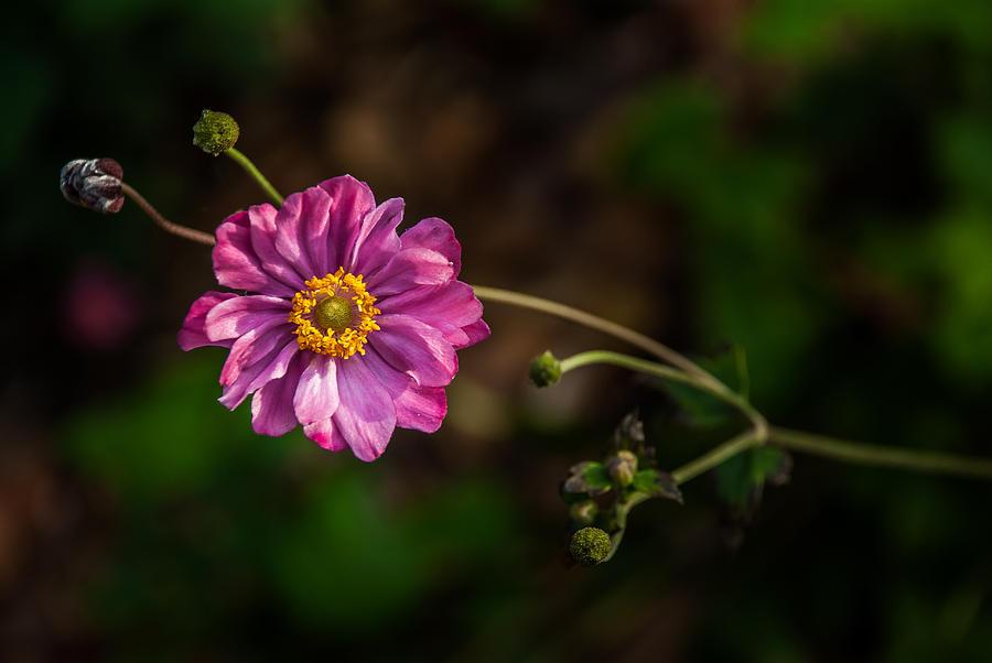 Autumn 2012 - Flower II Photograph by Gene Hilton