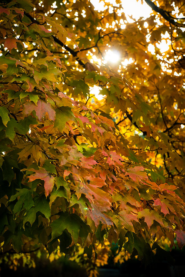 Autumn II Photograph by Gene Hilton