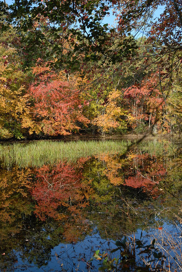 Autumn 50 Photograph by Joyce StJames - Fine Art America