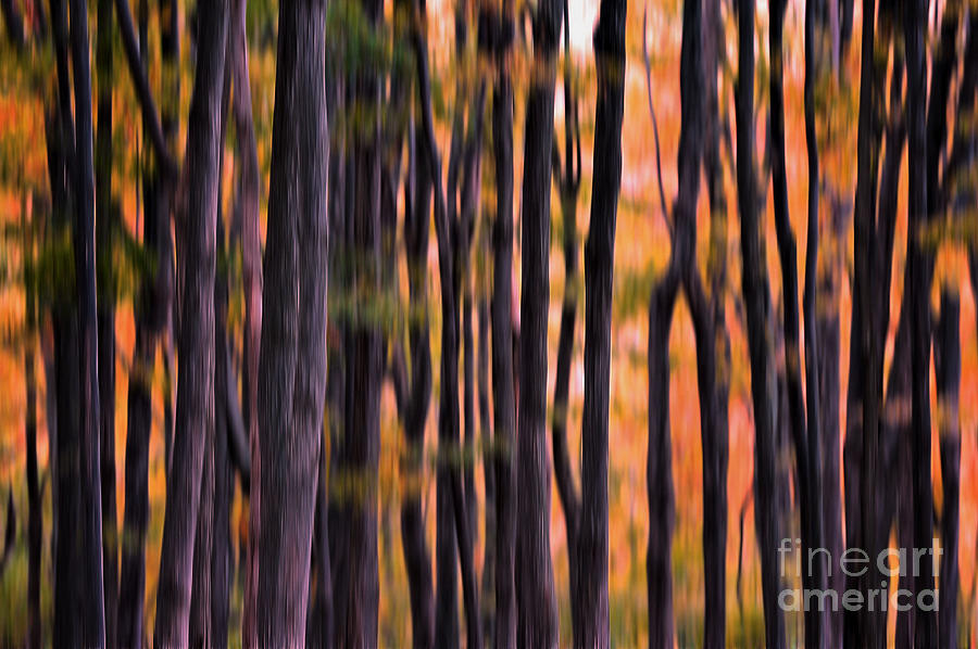 Autumn Abstract Photograph by Andrea Kollo