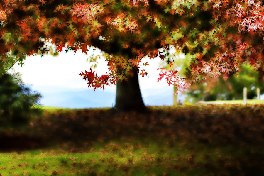 Nature Photograph - Autumn Acorn Tree by Douglas Barnard