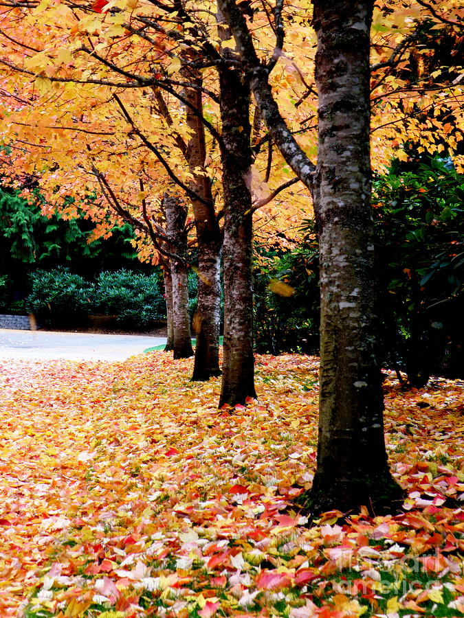 Autumn Alley  6 Photograph by Tatyana Searcy