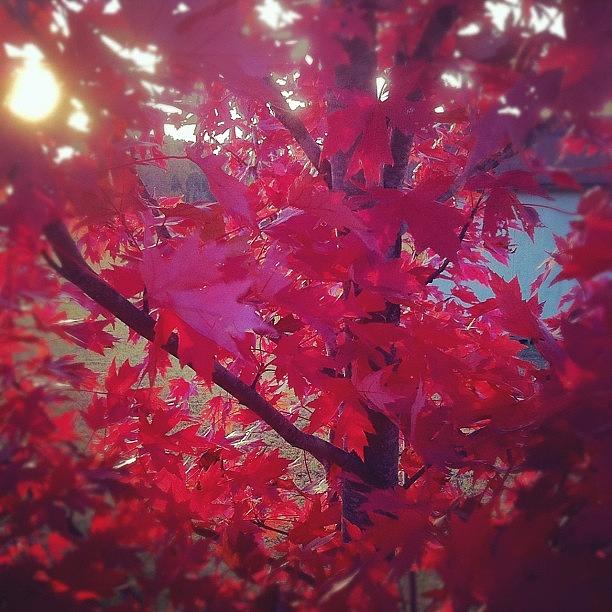 Fall Photograph - #autumn by Amber Johnson