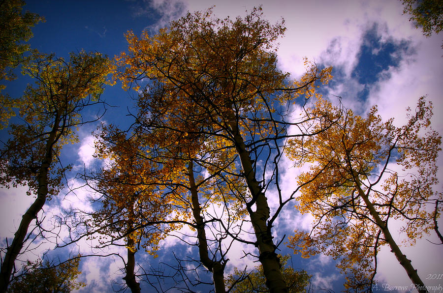 Autumn Aspen Canopies Photograph by Aaron Burrows