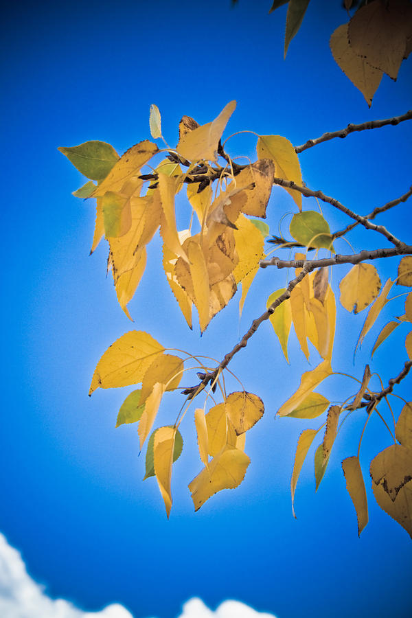 Tree Photograph - Autumn Aspen Leaves and Blue Sky by James BO Insogna