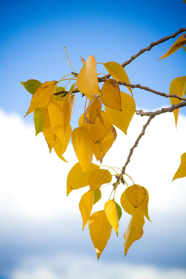 Tree Photograph - Autumn Aspen Leaves by James BO Insogna