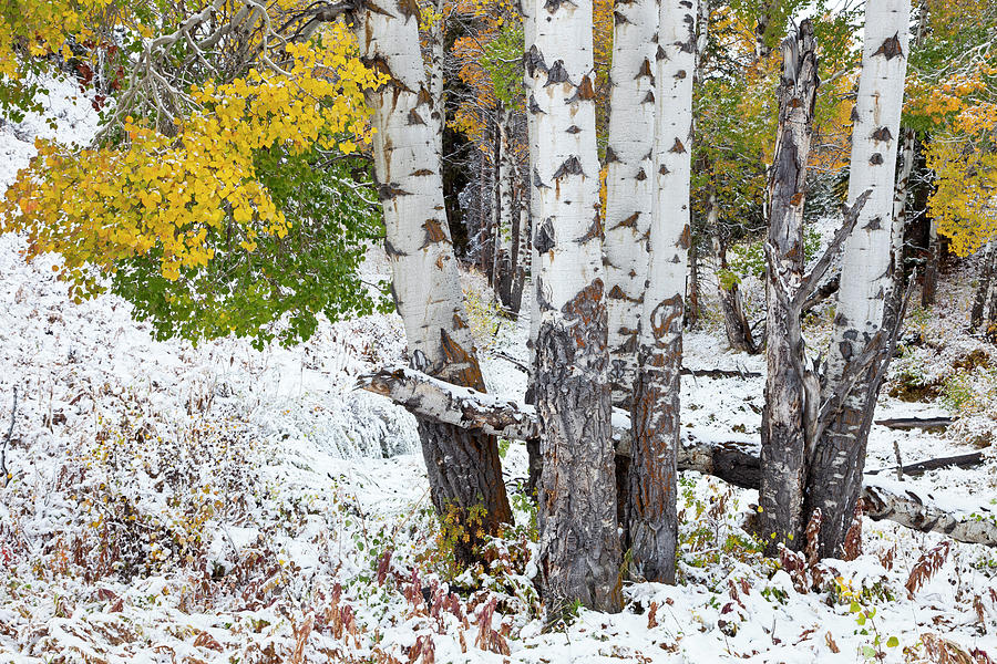 Autumn Aspens and Snow Photograph by D Robert Franz