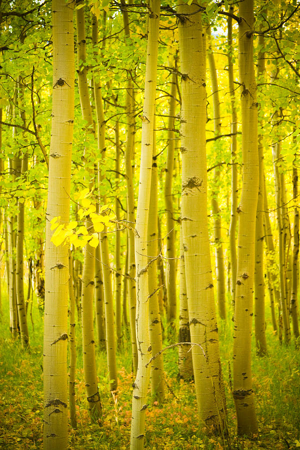 Autumn Aspens Vertical Image  Photograph by James BO Insogna