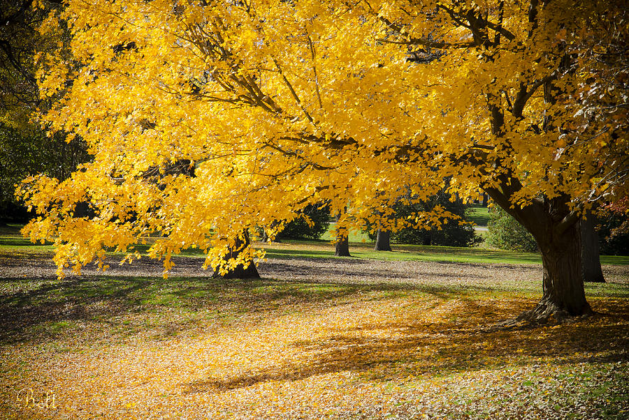 Autumn at Wildwood Park No.5 Photograph by Christine Belt