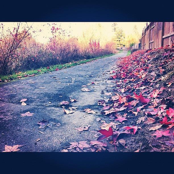 Nature Photograph - #autumn #autumnleaves #fall #fallleaves by Karen Clarke