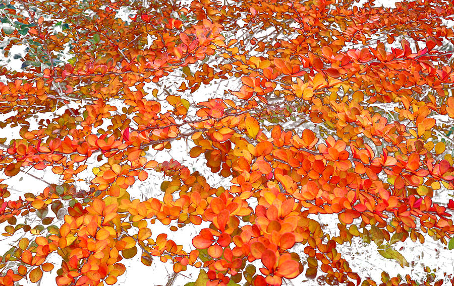 Autumn Barberry Photograph by Kathie McCurdy