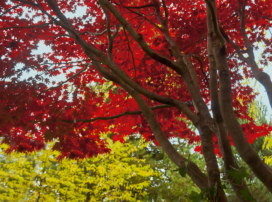 Autumn Beauty Photograph by Barbara  White
