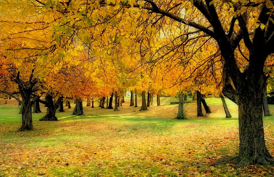 Autumn beauty Photograph by John Loreaux
