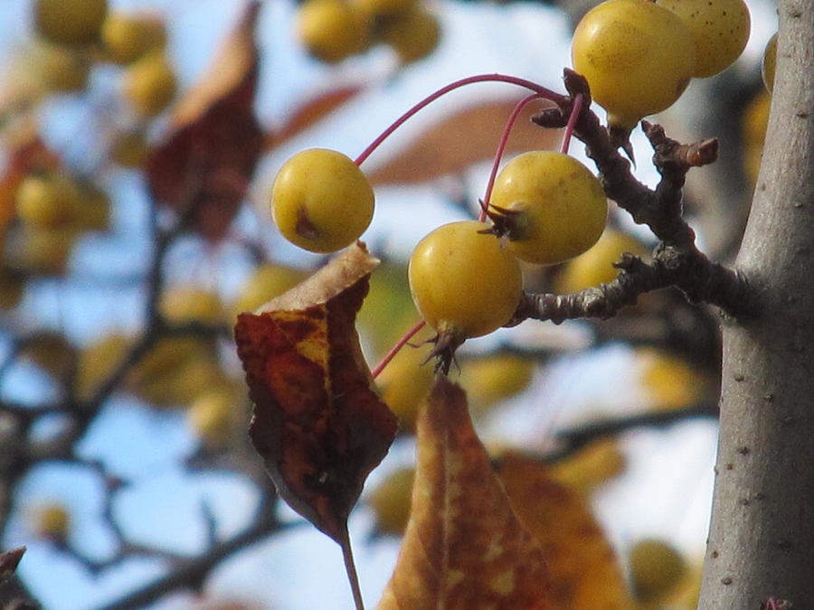 Autumn Berry Branch Photograph by Loretta Pokorny