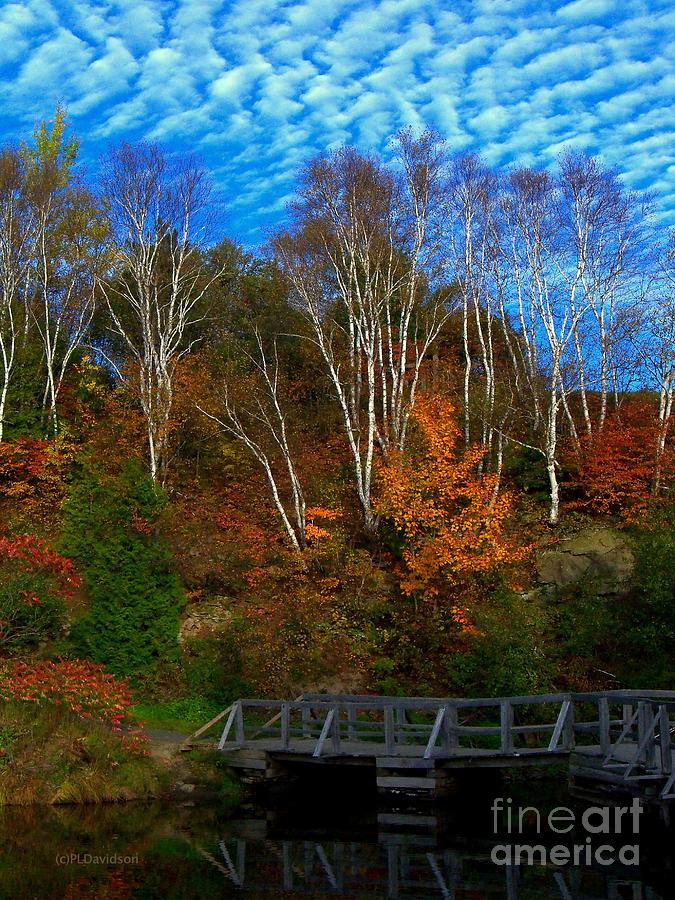 Autumn Birch Reflections Photograph by Pat Davidson
