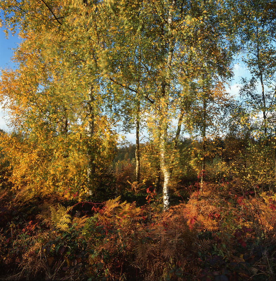 Autumn birches Photograph by Ulrich Kunst And Bettina Scheidulin