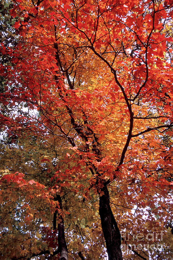 Fall Photograph - Autumn Blaze Maple by Chris Brewington Photography LLC