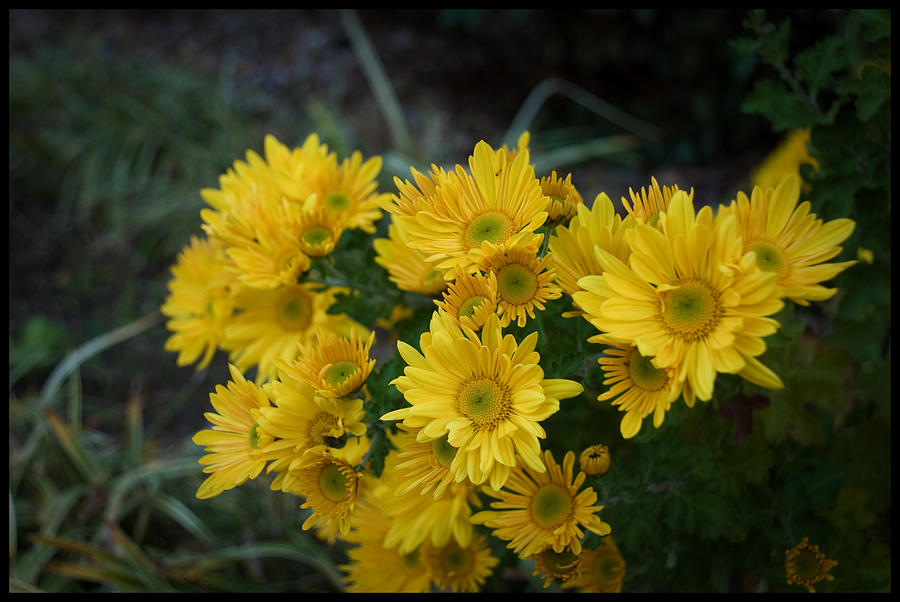 Up Movie Photograph - Autumn Blooms chrysanthemums by Devin Rader