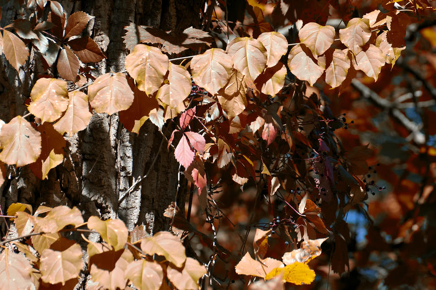 Autumn Blue 01 Photograph by Ross Powell