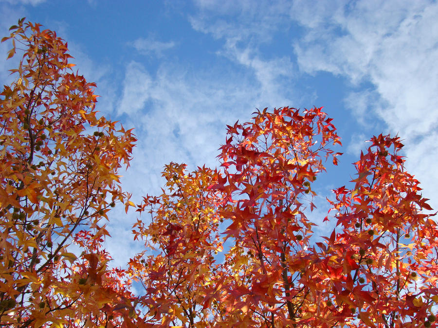 Fall Photograph - Autumn Blue Sky White Cloud Colorful Fall Leaves by Patti Baslee