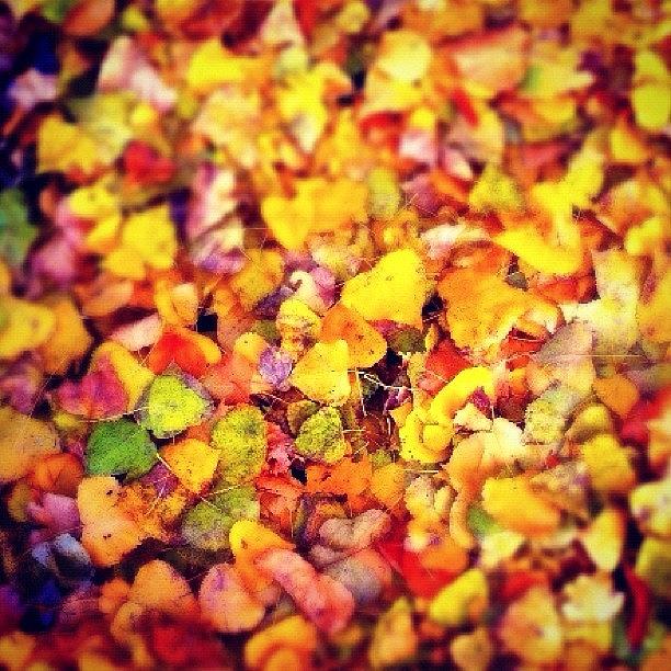Autumn Photograph by Book Walk