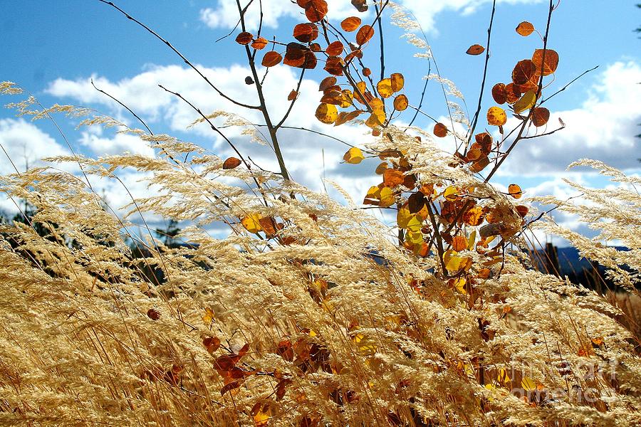 Autumn Breeze Photograph by Ellen Heaverlo