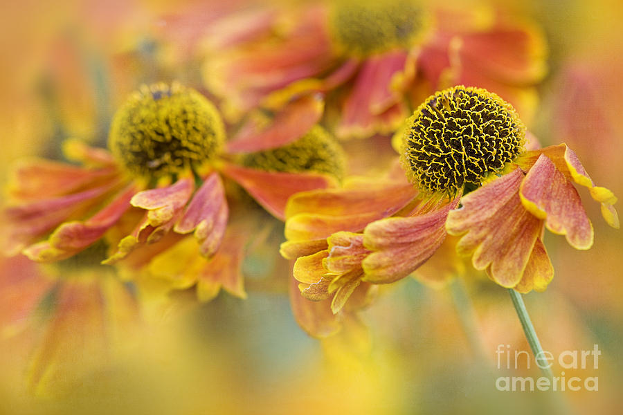Flower Photograph - Autumn Breeze by Jacky Parker