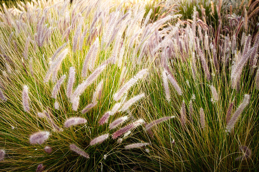 Autumn Breeze Photograph by Jason Smith - Fine Art America