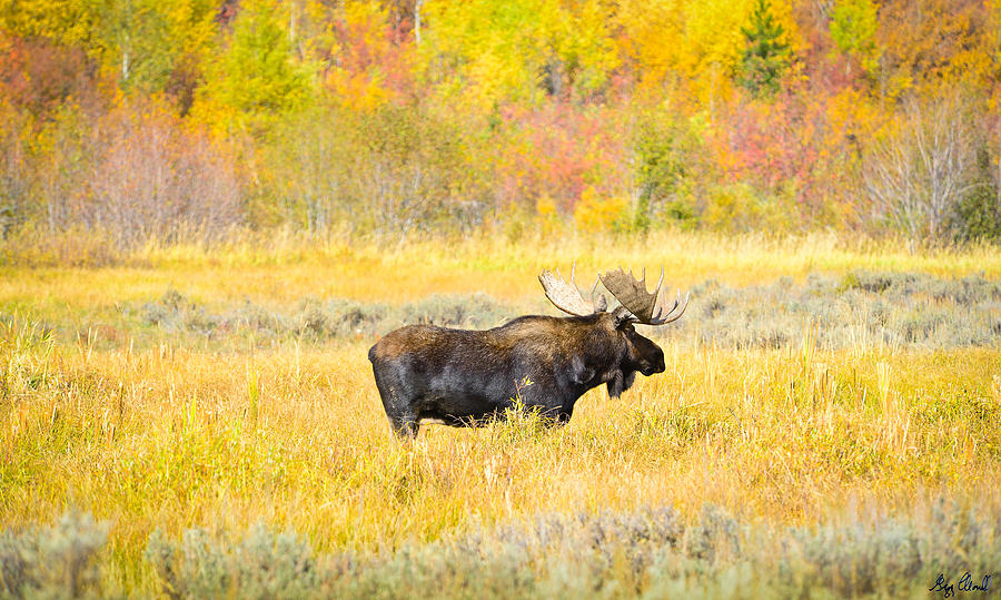 Grand Teton National Park Photograph - Autumn Bull Limited Edition by Greg Norrell