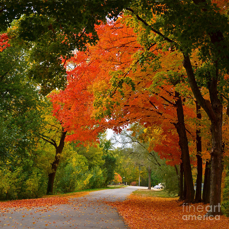 Autumn Canopy Photograph by Sue Stefanowicz