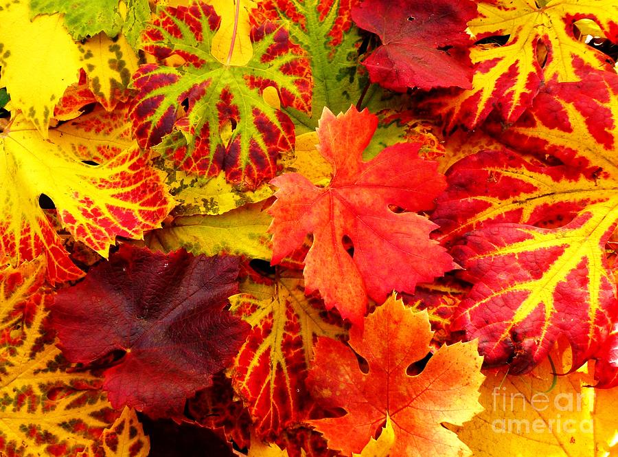 Autumn Carpet Photograph by Amalia Suruceanu