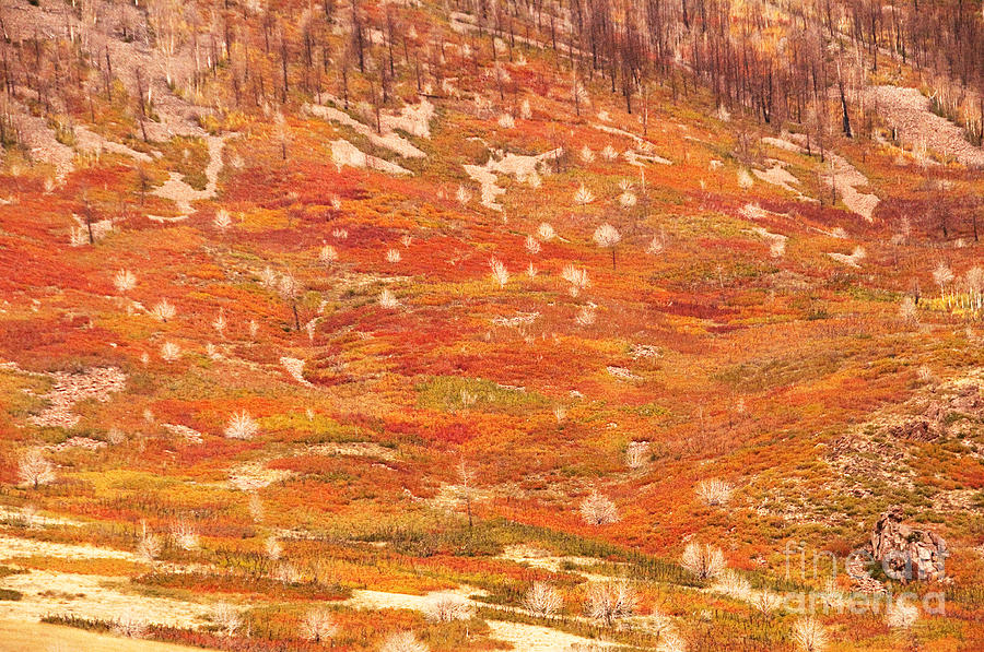 Fall Photograph - Autumn Carpet by Bob and Nancy Kendrick