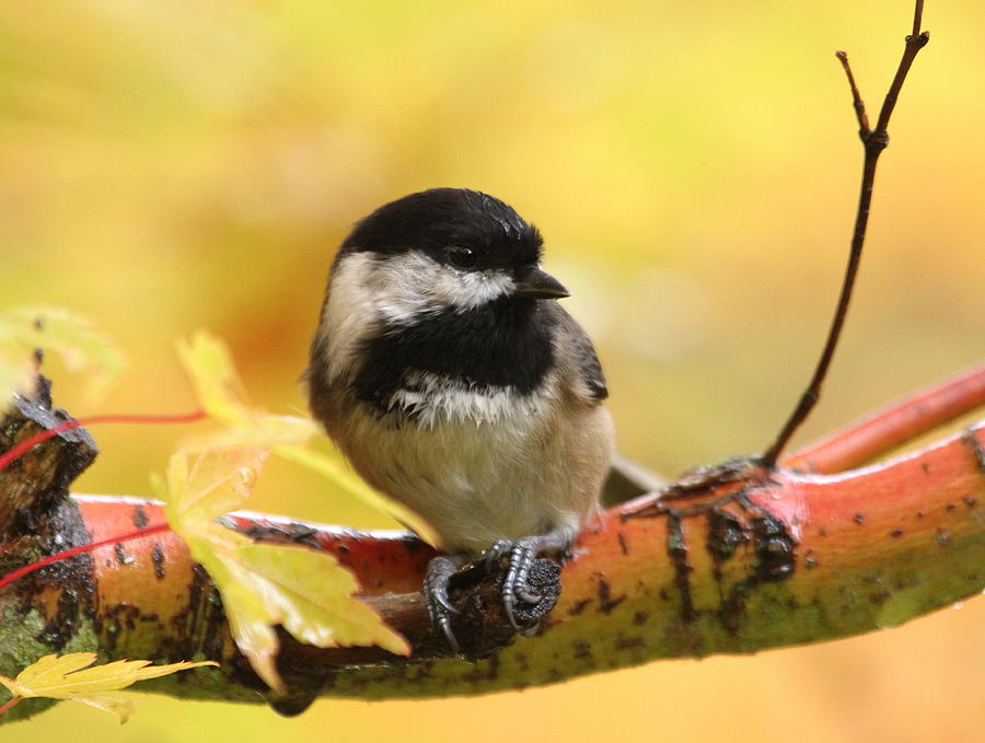Autumn Chickadee Photograph by Angie Vogel