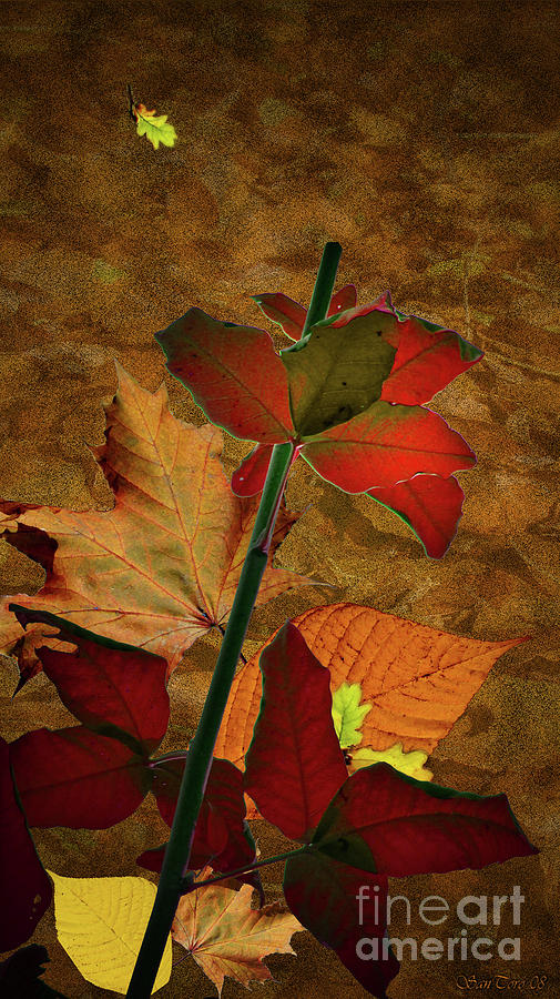 Autumn Color Photograph by Bruno Santoro