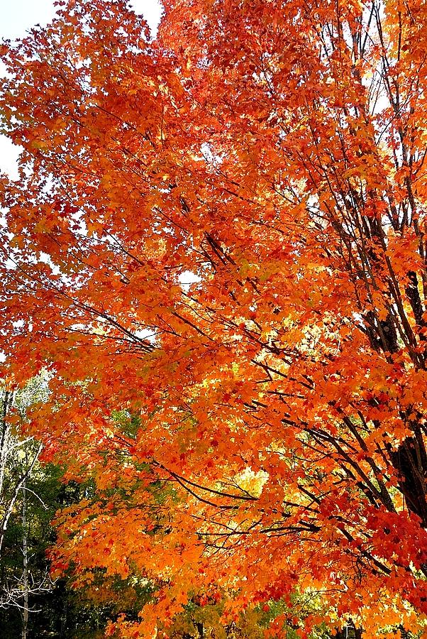 Autumn color Photograph by David Campione