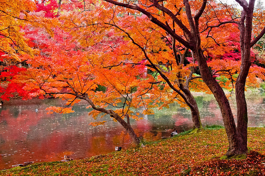 Autumn Color Photograph by Kyle Lin