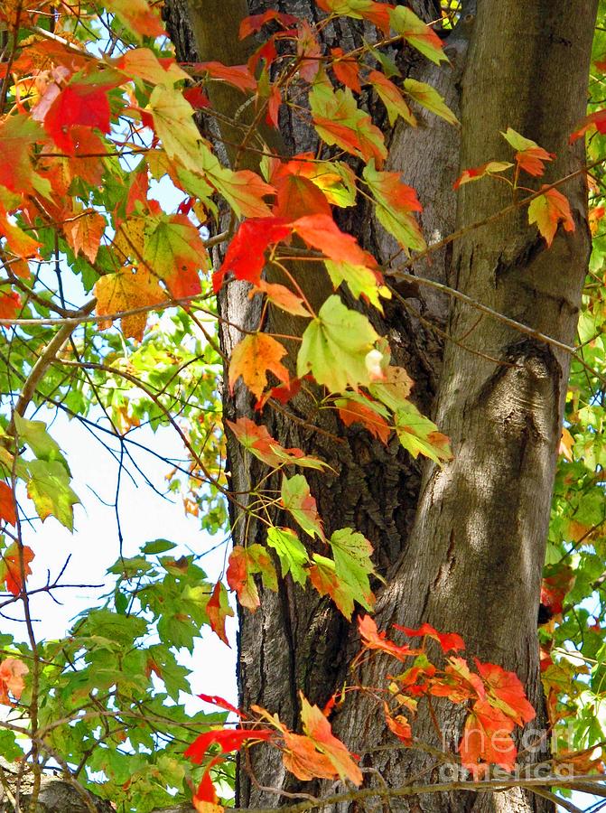 Autumn Color Photograph by Louise Peardon
