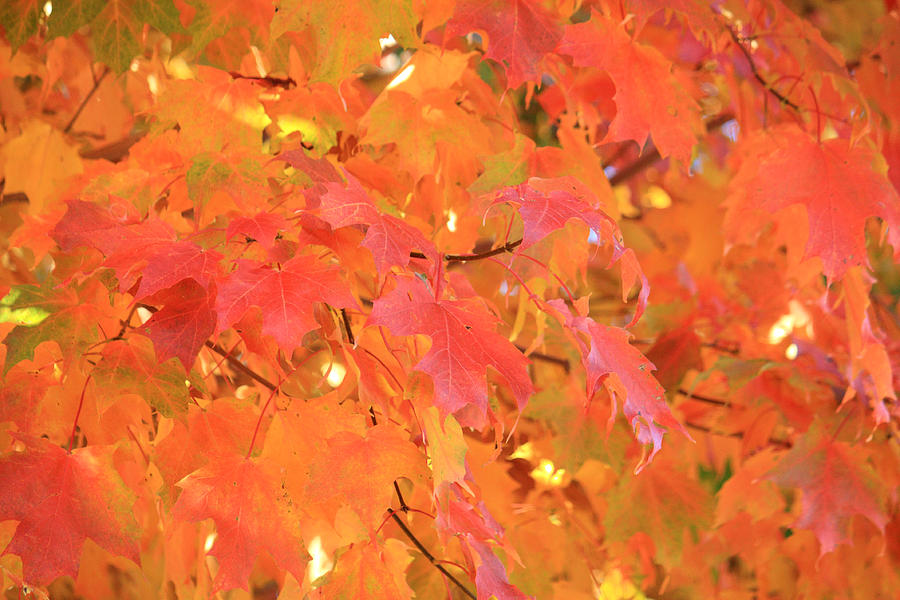 Fall Photograph - Autumn Color Orange by Julia Mayo