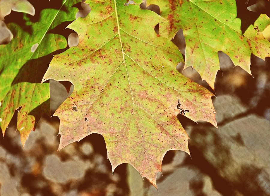 Autumn Color Palette Photograph by JAMART Photography