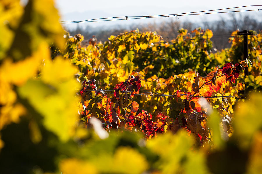 Autumn Colored Vineyard Photograph by Dina Calvarese