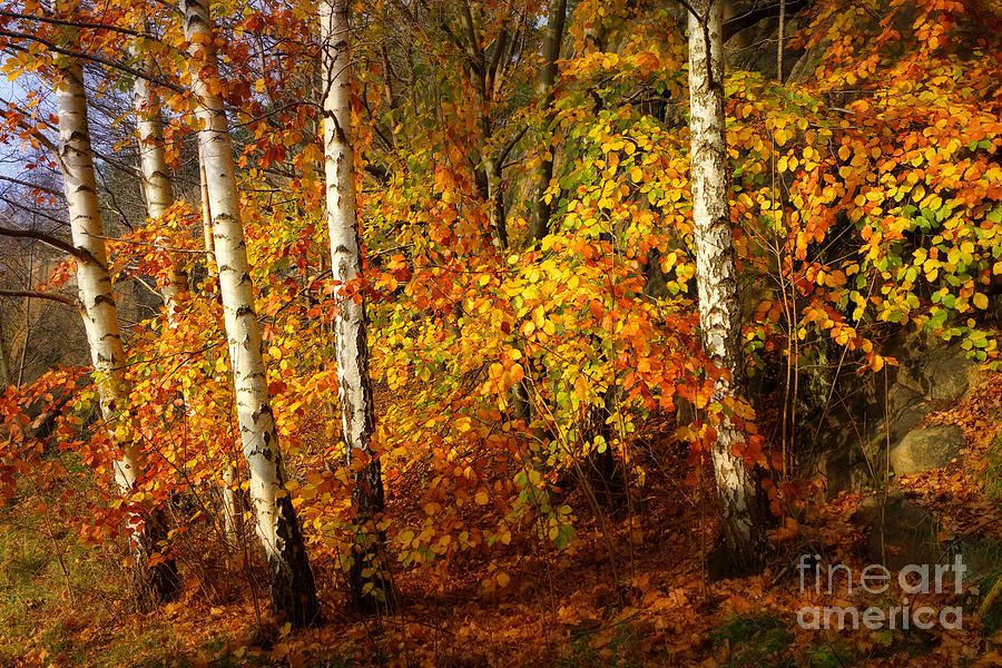 Autumn Colorplay Photograph by Lutz Baar