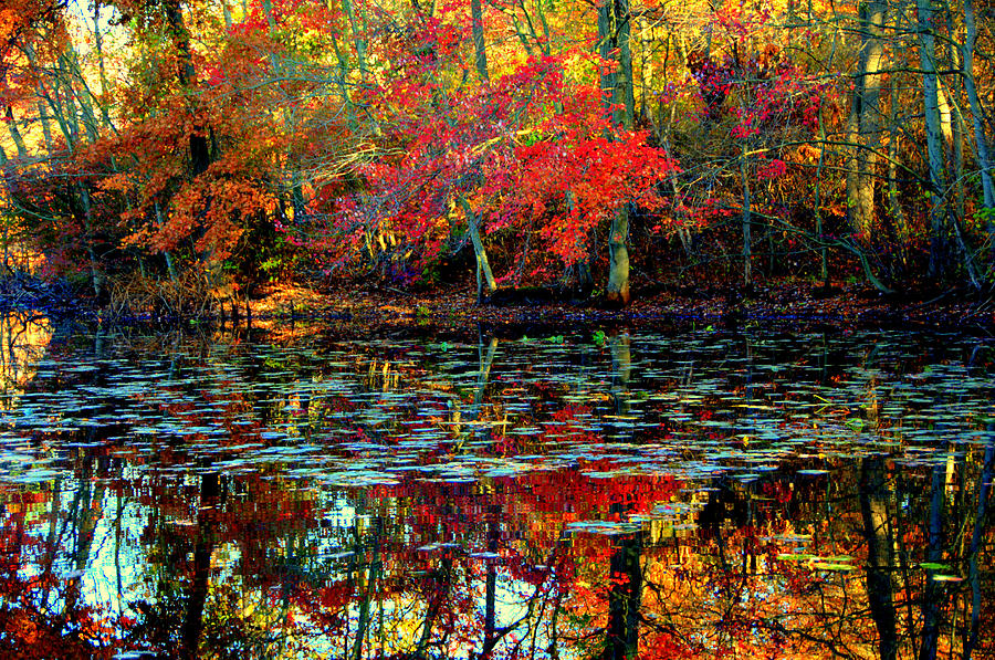 Autumn Colors 12 Digital Art by Aron Chervin