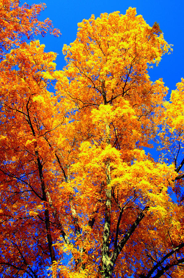 Autumn Colors 15 Digital Art by Aron Chervin