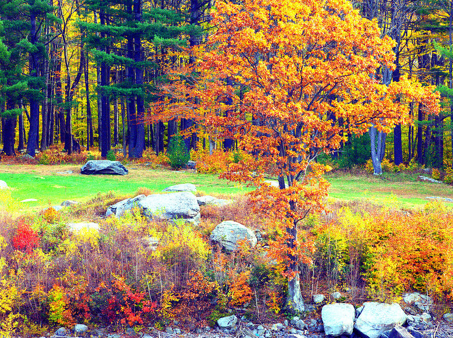Autumn Colors 17 Digital Art by Aron Chervin