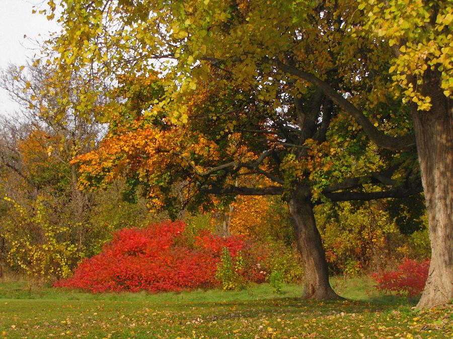 Autumn Colors 6591 Mixed Media by Maciek Froncisz