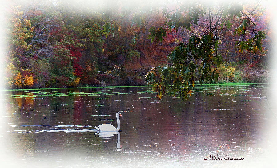 Autumn colors and swan Photograph by Mikki Cucuzzo