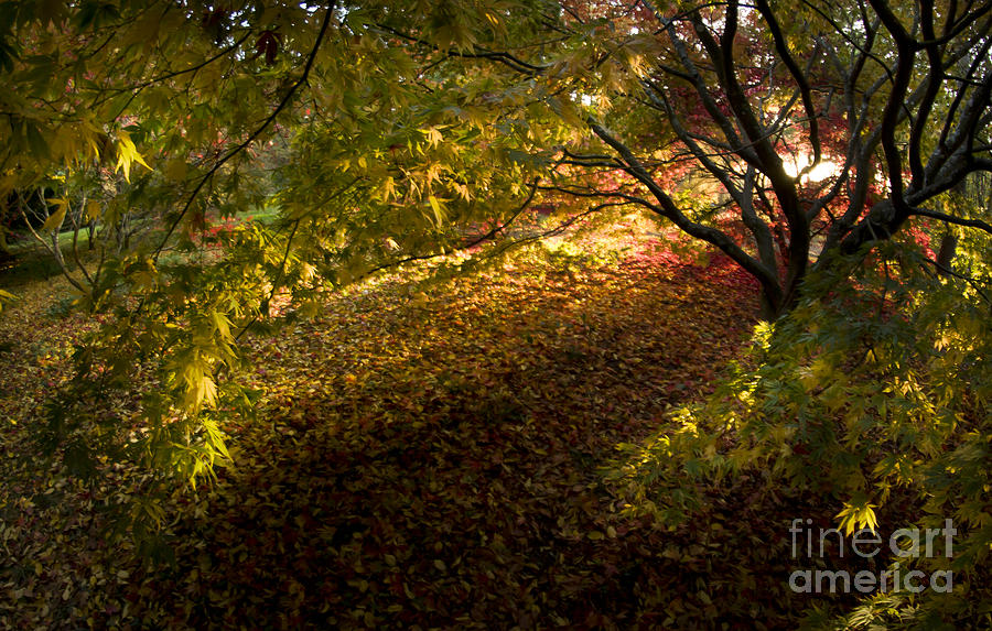 Autumn colors Photograph by Ang El