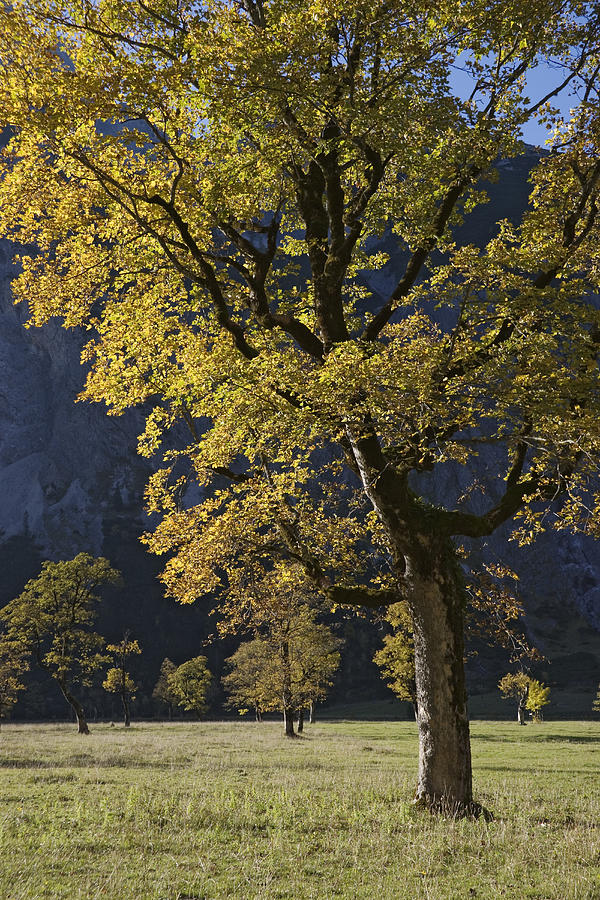 Autumn Colors, Austria Photograph by Konrad Wothe