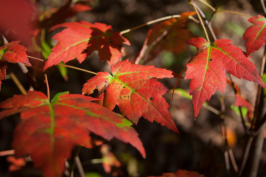 Autumn Colors  Photograph by David Troxel
