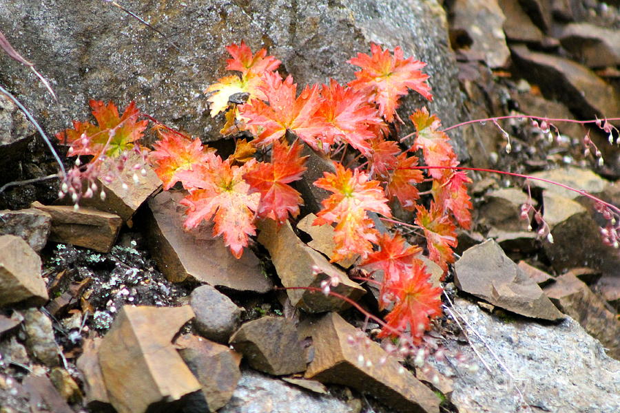 Autumn Colors in Alaska Photograph by Pamela Walrath
